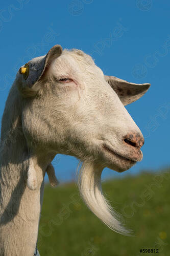 goat-with-beard-598812