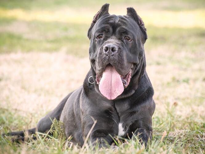 cane-corso-charakterystyka-rasy-2389401