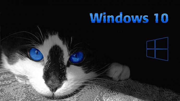 Blue%20Cat%2010